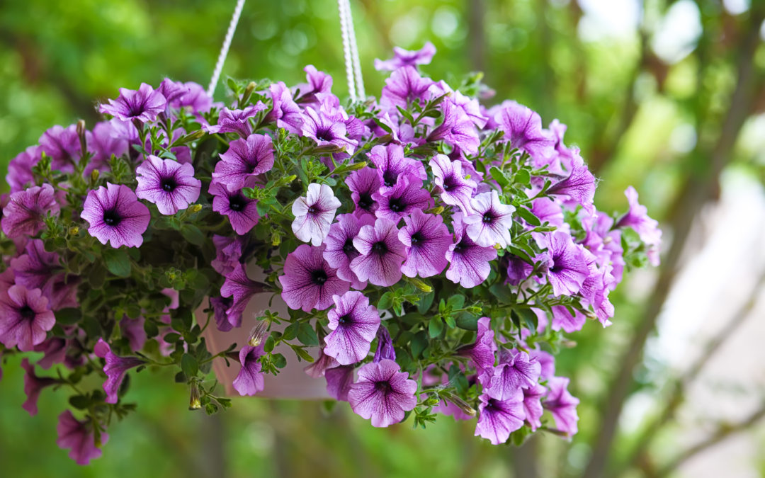 Help Beautify Downtown Menomonie with Flower Baskets